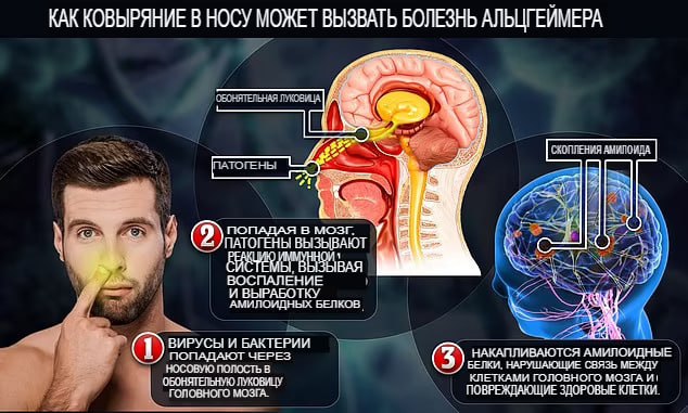 болезнь Альцгеймера из за ковыряния в носу